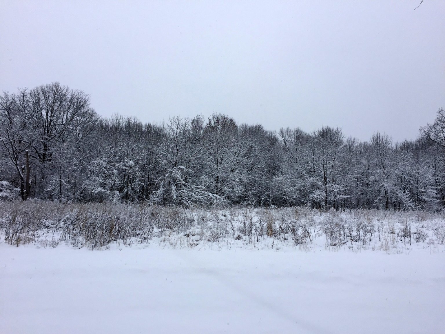 Backyard.JPG