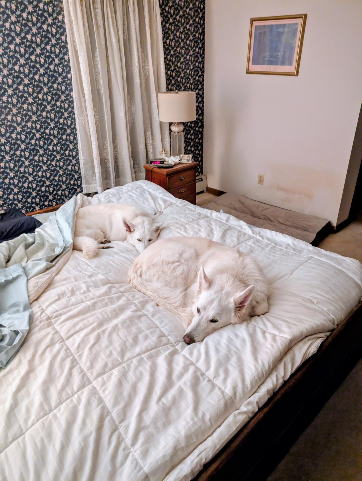 Bed Mates.jpg