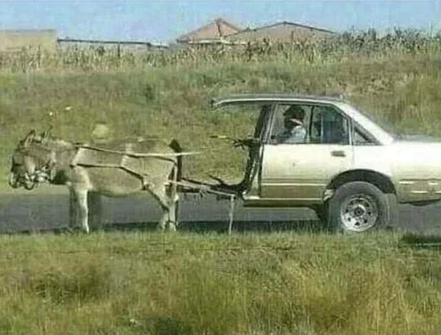 donk.JPG