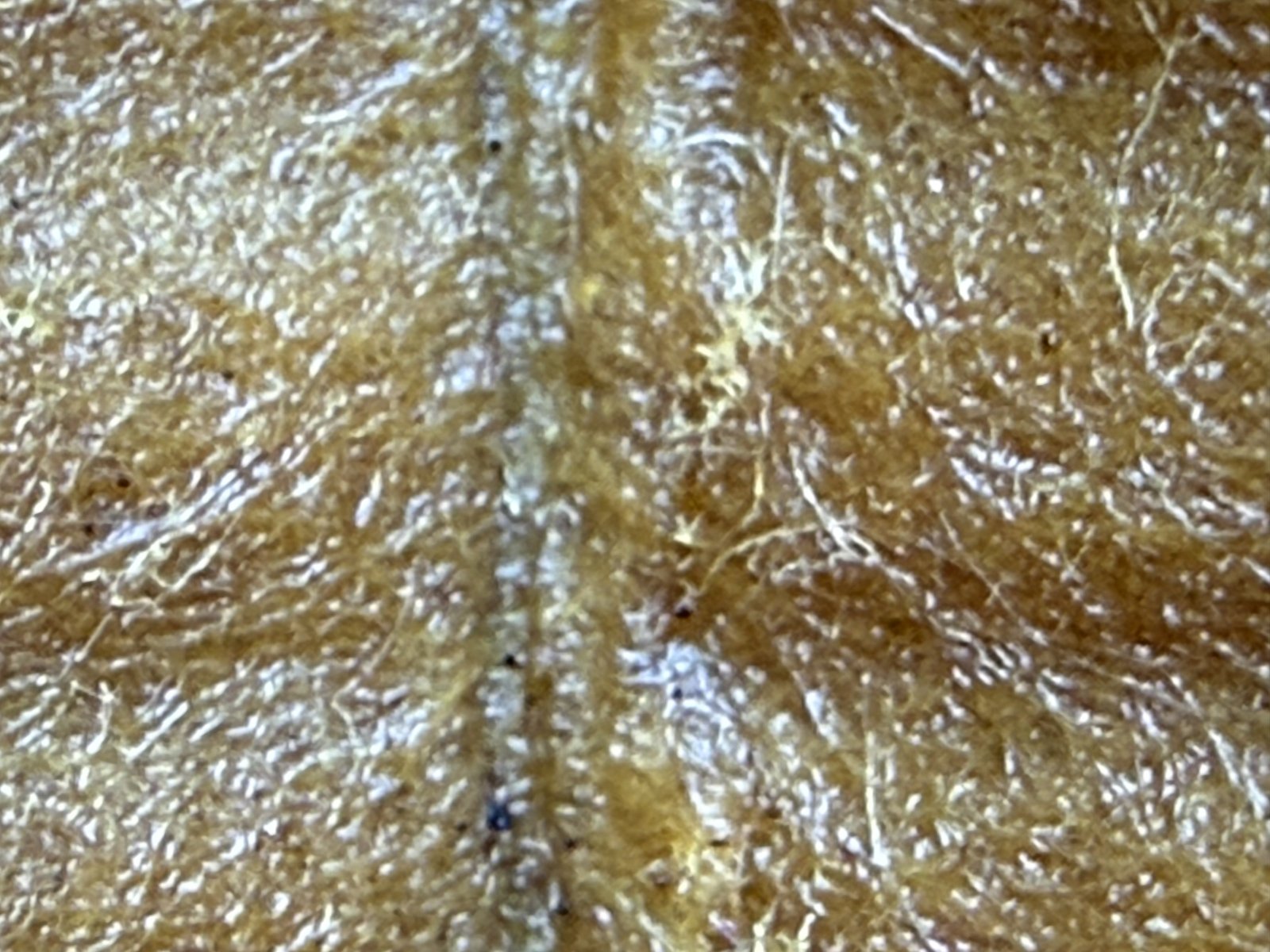 IMG_1269.jpeg
