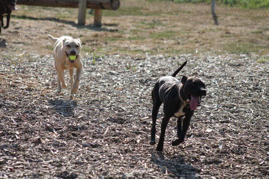 IMG_1829_zpsbb8cb682.jpg