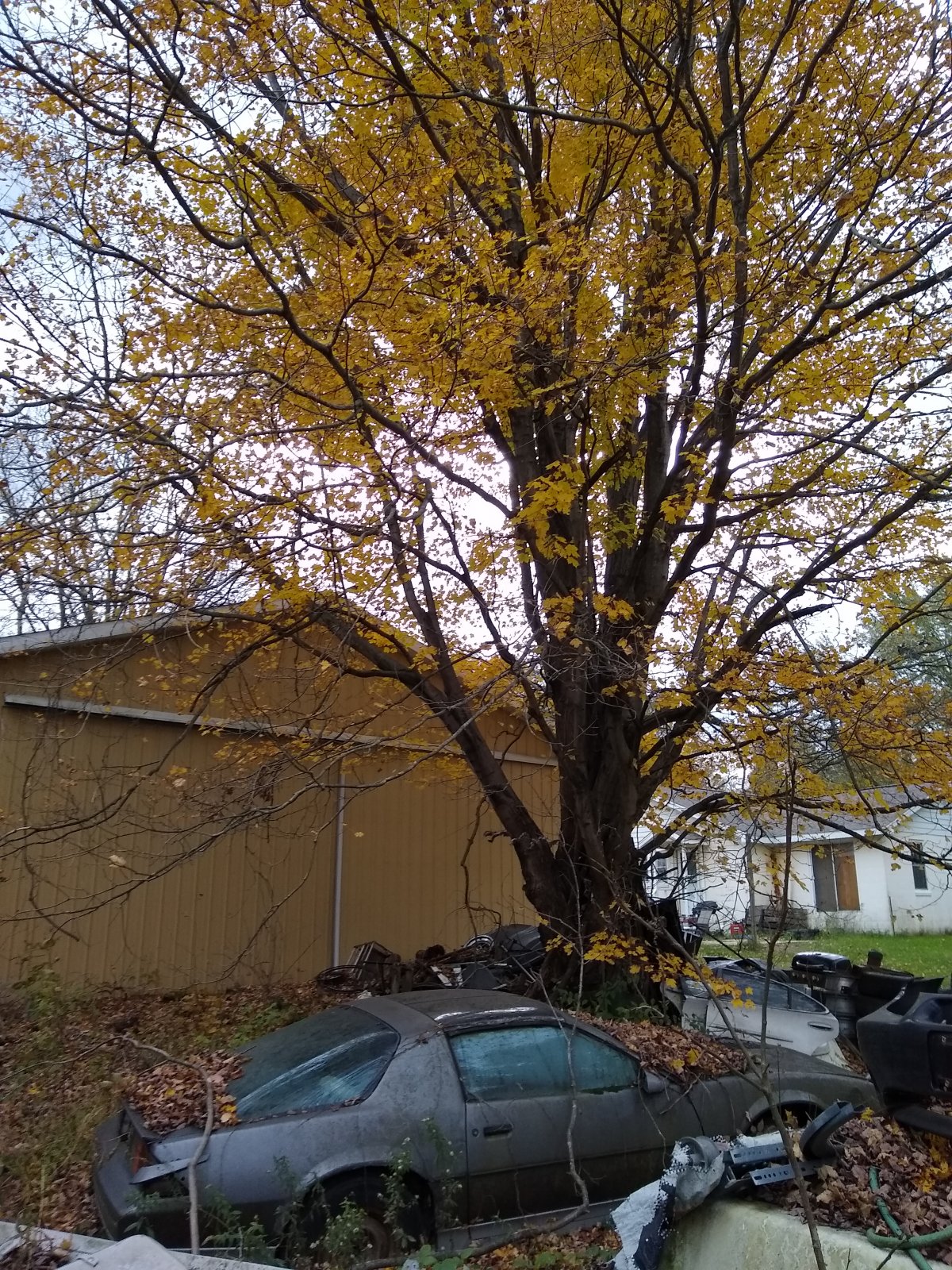 IMG_20211101_180216408.jpg