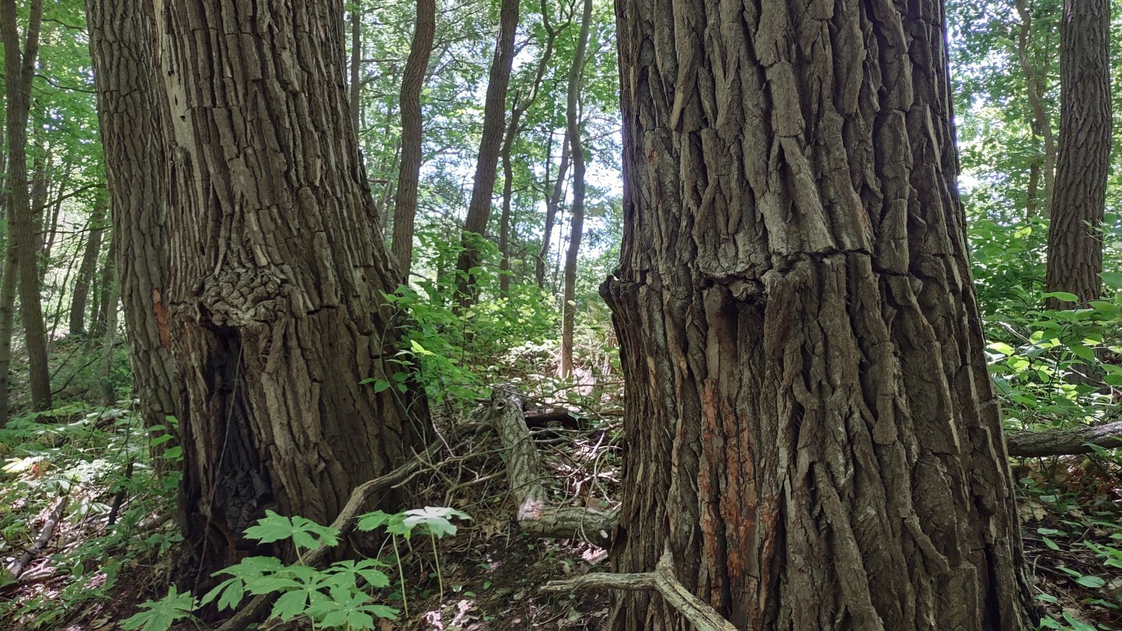 IMG_20220617_133809275_HDR.jpg
