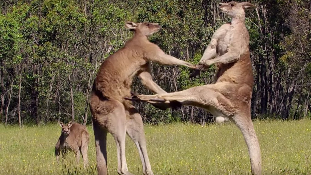 kangaroo-boxing-fight-the-bbcs-l-1024x576.jpg