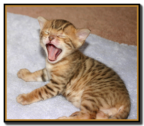 kitten_bigyawn_shadow.jpg