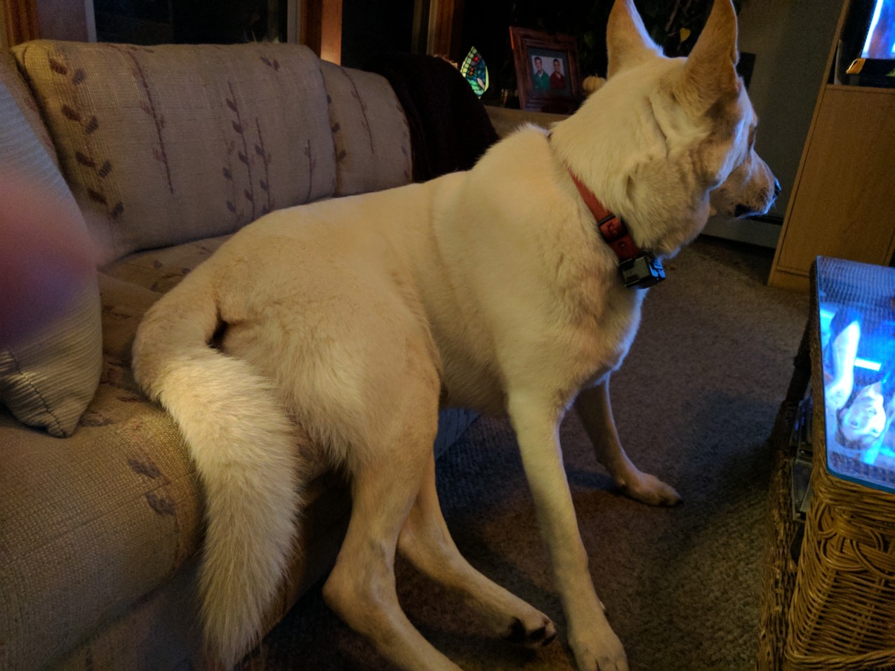 Logan Watching TV.jpg