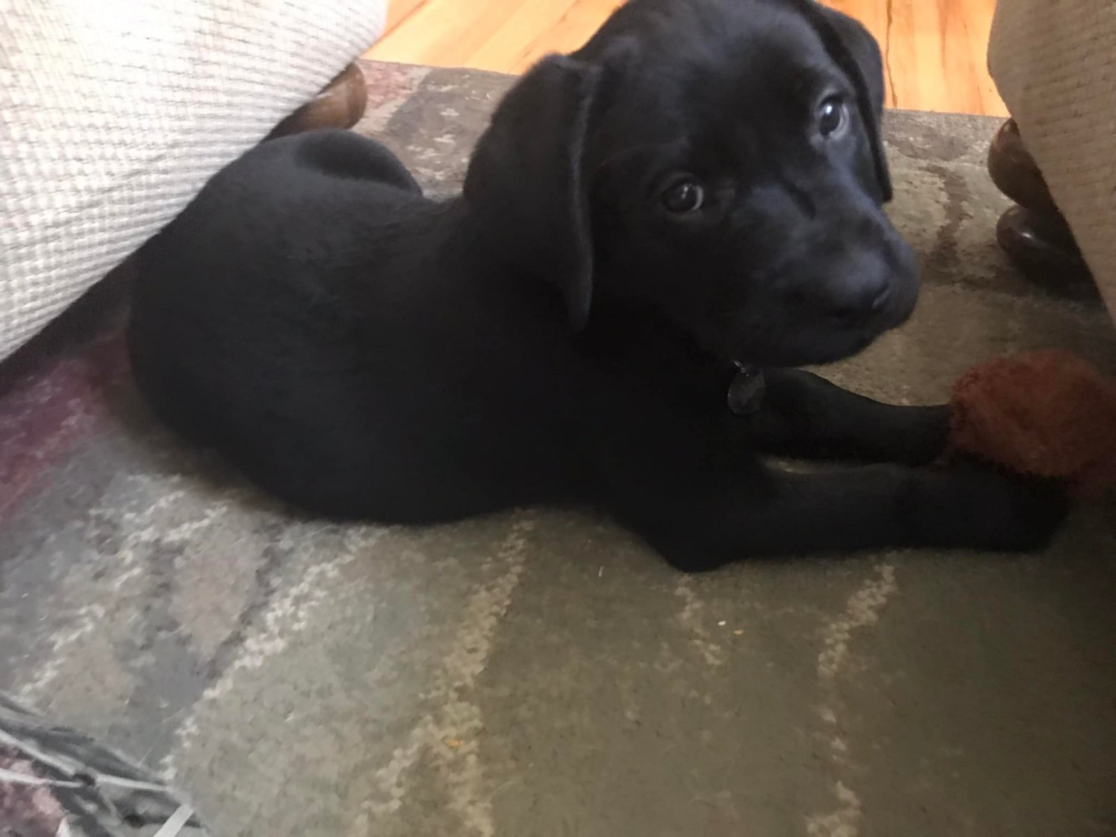Maisy1.jpg