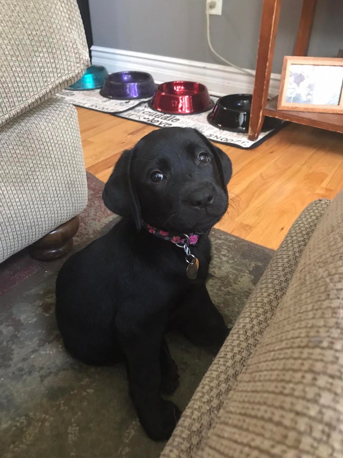 Maisy2.jpg