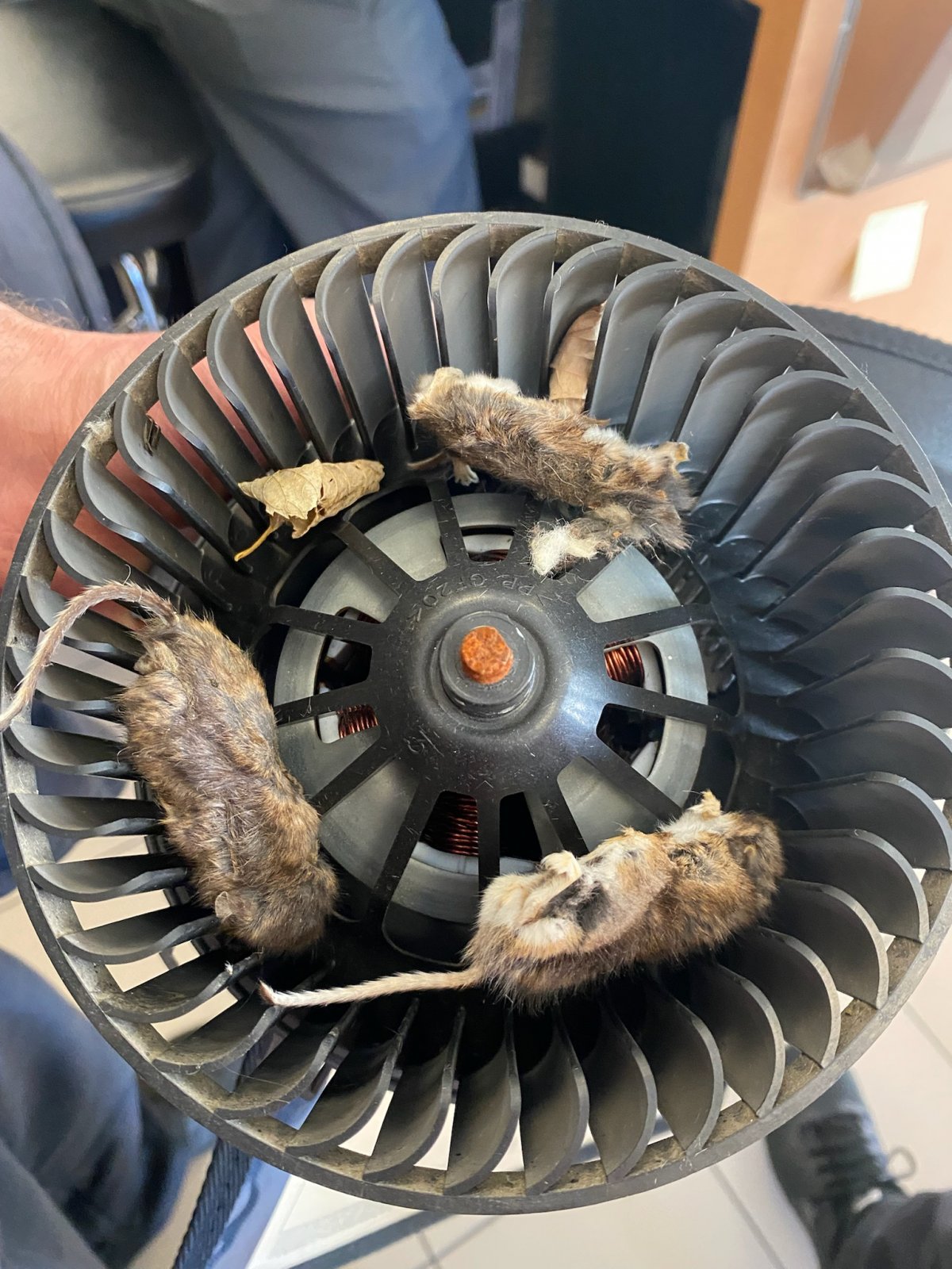 mice in blower.jpg