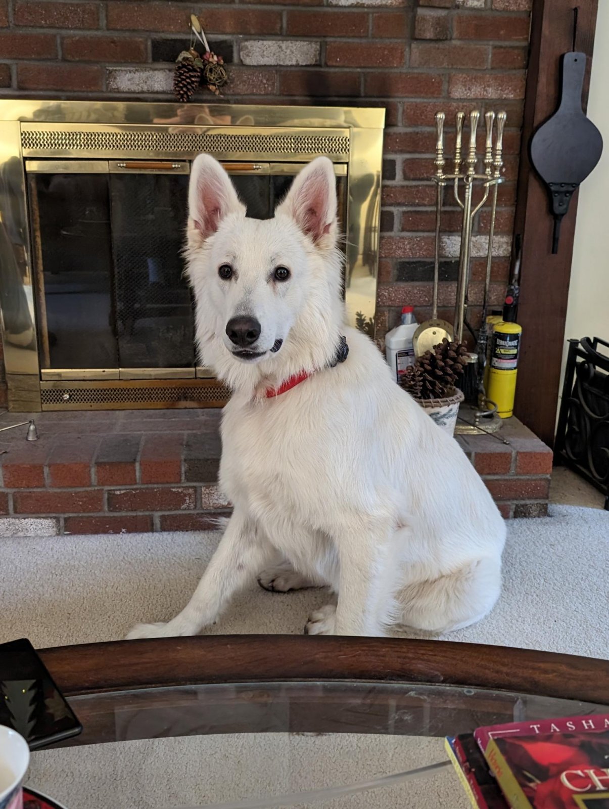 Milo at 16 months.jpg