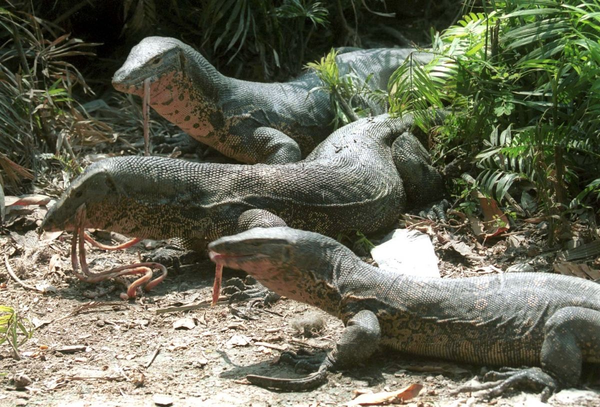 monitor-lizards.jpg