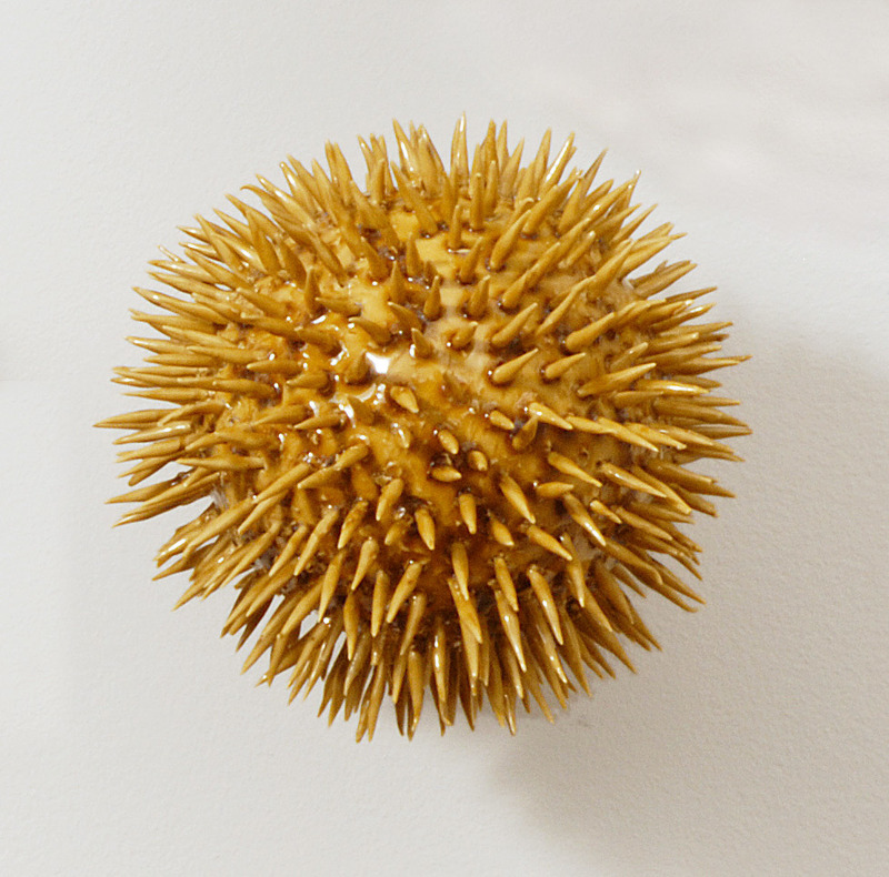 pollen_2lrg_zpsawxwt72c.jpg