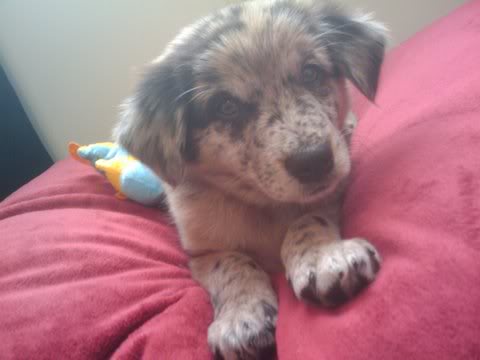 puppy2.jpg