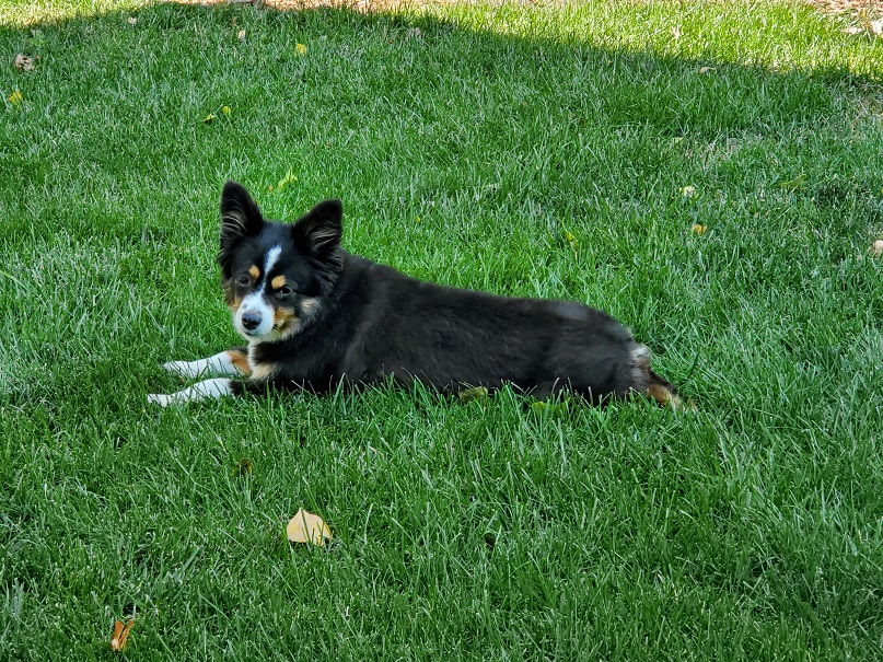 Stella.jpg