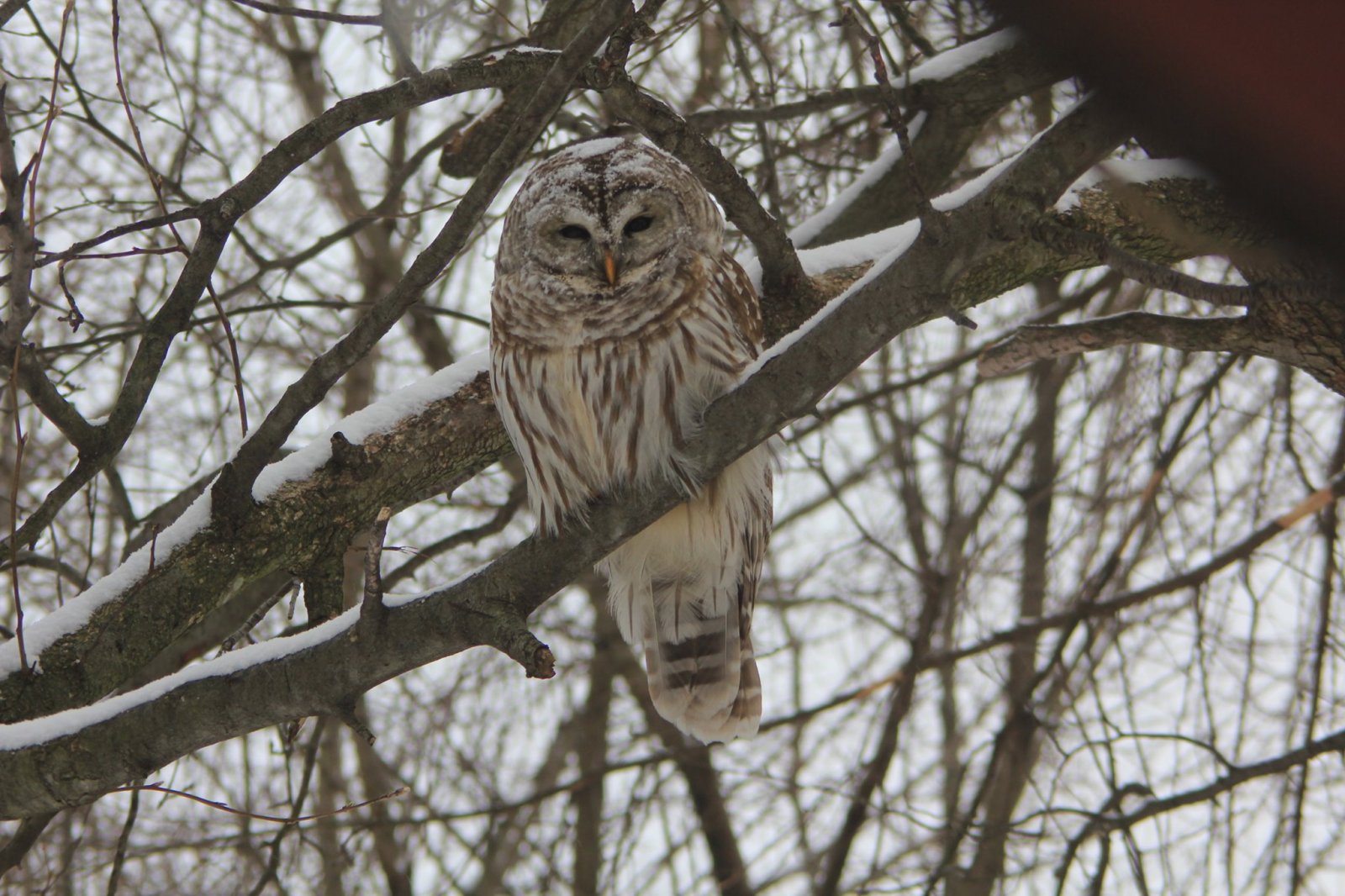 teds owl.jpg