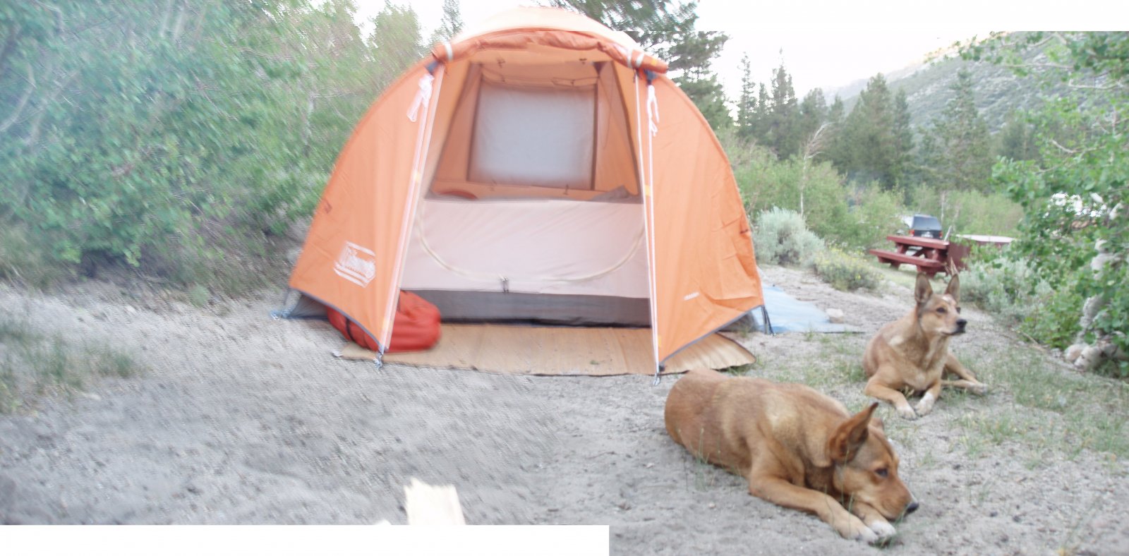 Tent w-dingoes.jpg