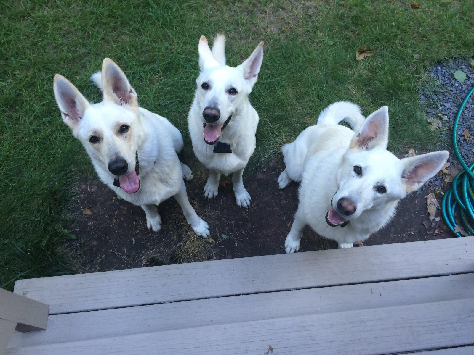 Three Amigos.jpg