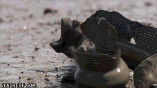 WHUSKa3.gif