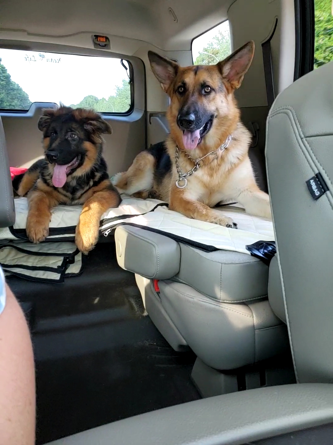 Zeke & Chesney 8-21.jpg