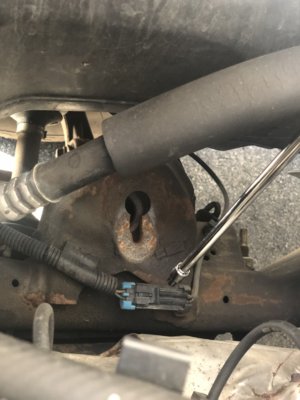 SHEARED SHOCK TOP.jpg SHEARED SHOCK TOP.jpg