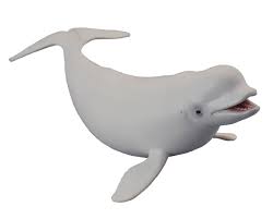 belugas.jpg