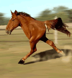 giphy-1.gif