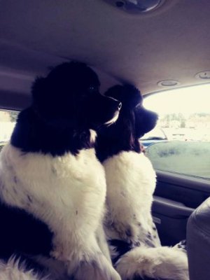2 Newfies looking regal in SUV.jpg 2 Newfies looking regal in SUV.jpg