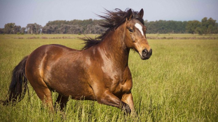 horse-galloping-in-grass.jpg
