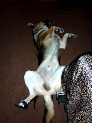 puppynheels.jpg