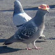 SirGeorgio