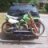 thebird_19